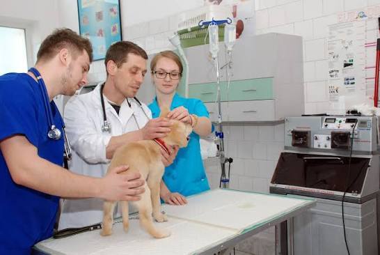 Veterinarians examining a young dog